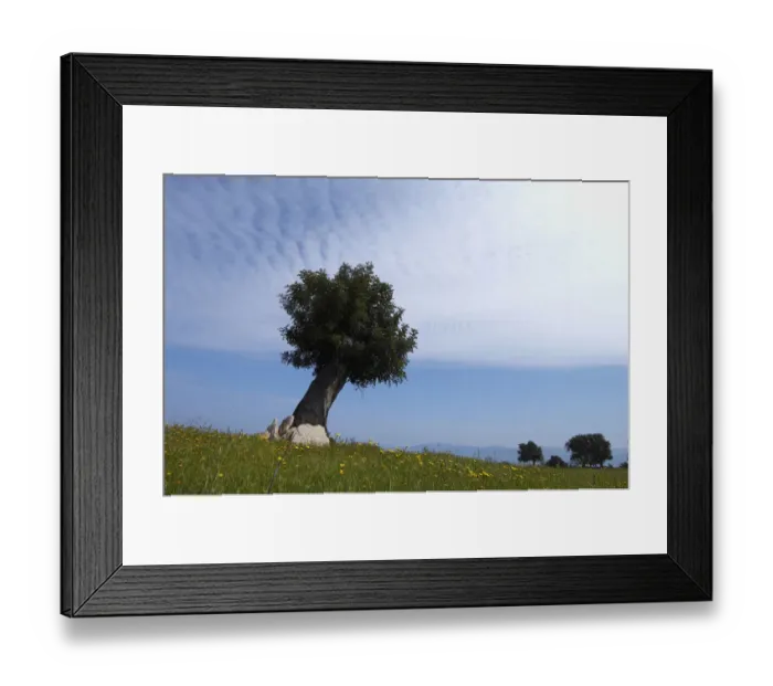 Framed Print : An old Olive tree (Olea europaea) Lachi, Cyprus, May 2009 Framed Print : An old Olive tree (Olea europaea) Lachi, Cyprus, May 2009