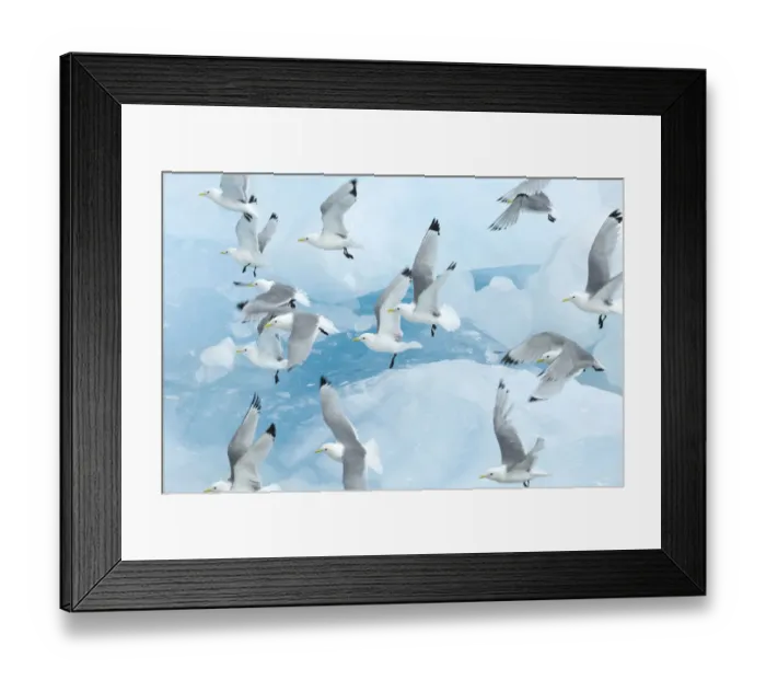 Framed Print : Black legged kittiwakes (Rissa tridactyla) in flight over ice, Kungsfjord, Svalbard Framed Print : Black legged kittiwakes (Rissa tridactyla) in flight over ice, Kungsfjord, Svalbard