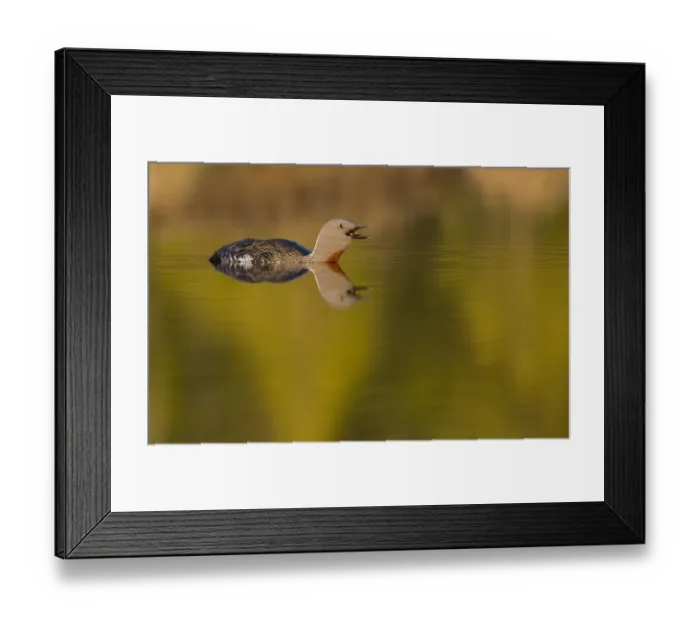 Framed Print : Red throated diver (Gavia stellata) calling, in breeding plumage, Bergslagen, Sweden Framed Print : Red throated diver (Gavia stellata) calling, in breeding plumage, Bergslagen, Sweden