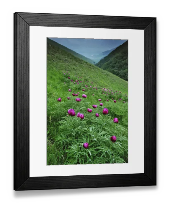Framed Print : Common peony (Paeonia officinalis) flowers, Valle di Canatra, Monti Sibillini National Park Framed Print : Common peony (Paeonia officinalis) flowers, Valle di Canatra, Monti Sibillini National Park
