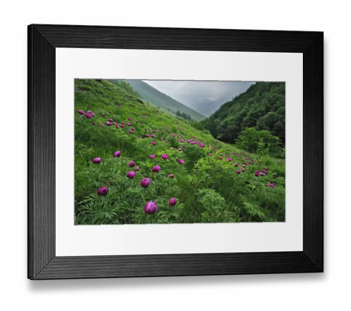 Framed Print : Common peony (Paeonia officinalis) flowers, Valle di Canatra, Monti Sibillini National Park Framed Print : Common peony (Paeonia officinalis) flowers, Valle di Canatra, Monti Sibillini National Park