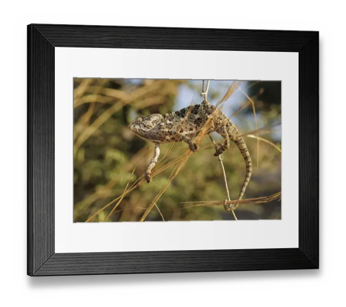Framed Print : Mediterranean / Common chameleon (Chamaeleo chamaeleon) climbing between plant stems Framed Print : Mediterranean / Common chameleon (Chamaeleo chamaeleon) climbing between plant stems