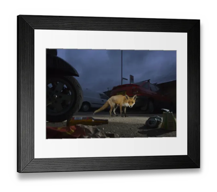 Framed Print : Urban Red fox (Vulpes vulpes) near parked vehicles with litter on the ground, London, May Framed Print : Urban Red fox (Vulpes vulpes) near parked vehicles with litter on the ground, London, May