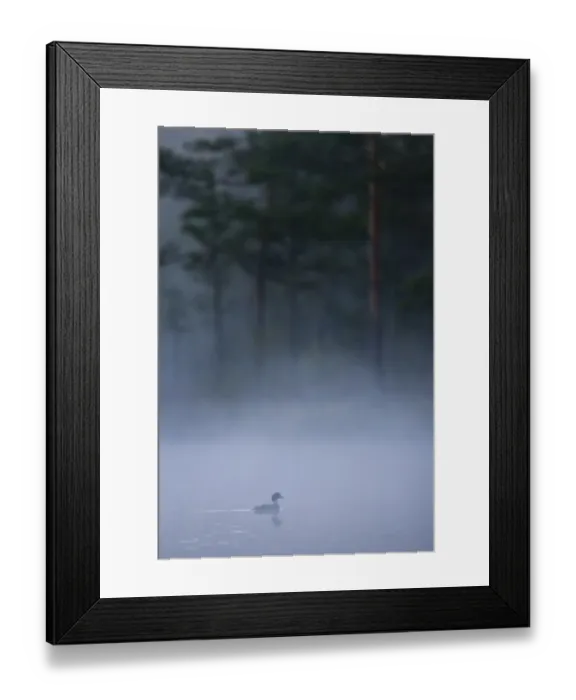 Framed Print : Female Goldeneye (Bucephala clangula) on water silhouetted at dawn, Bergslagen, Sweden Framed Print : Female Goldeneye (Bucephala clangula) on water silhouetted at dawn, Bergslagen, Sweden