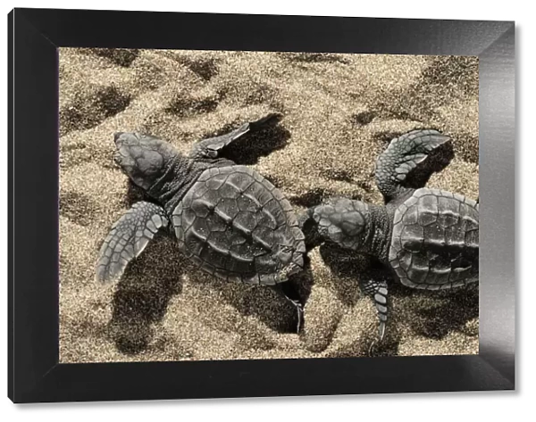 Two newly hatched Loggerhead turtles (Caretta caretta) heading for the sea, Dalyan Delta
