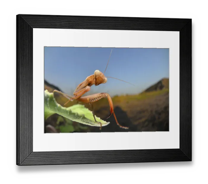 Framed Print : Mantis on vegetation near the sand dunes, Dalyan Delta, Turkey, August 2009 Framed Print : Mantis on vegetation near the sand dunes, Dalyan Delta, Turkey, August 2009