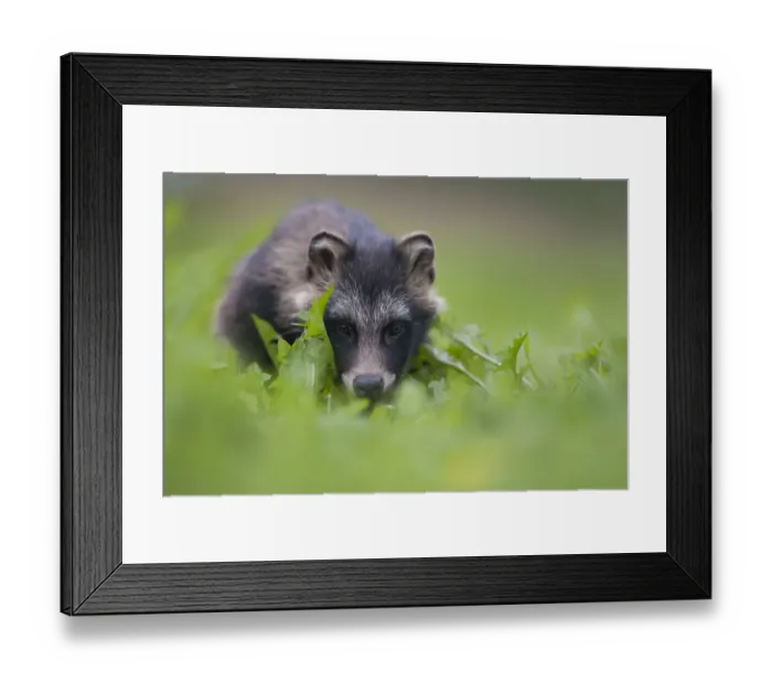 Framed Print : Raccoon dog (Nyctereutes procyonoides) portrait, Pohtiolampi, Kangasala, Finland Framed Print : Raccoon dog (Nyctereutes procyonoides) portrait, Pohtiolampi, Kangasala, Finland
