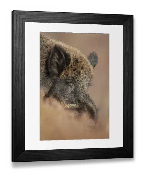 Framed Print : Wild boar (Sus scrofa) Alladale Wilderness Reserve, Scotland, March 2009 Framed Print : Wild boar (Sus scrofa) Alladale Wilderness Reserve, Scotland, March 2009