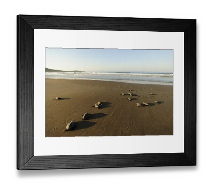 Framed Print : Newly hatched Loggerhead turtles (Caretta caretta) heading down the beach towards the sea Framed Print : Newly hatched Loggerhead turtles (Caretta caretta) heading down the beach towards the sea