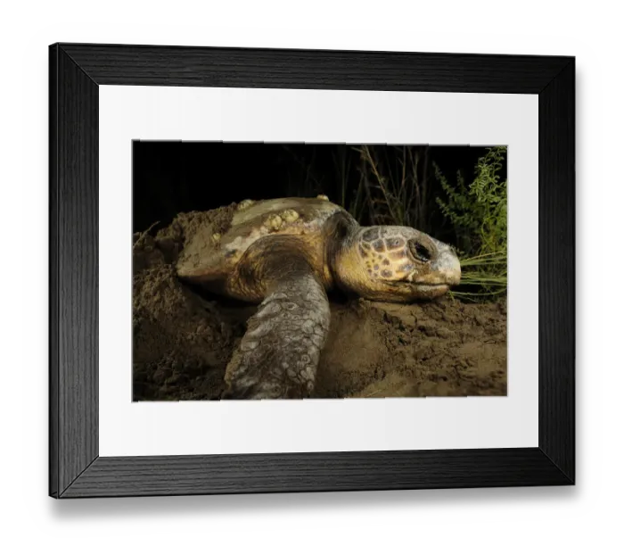 Framed Print : Female Loggerhead turtle (Caretta caretta) crawling up beach in search of spot to lay eggs Framed Print : Female Loggerhead turtle (Caretta caretta) crawling up beach in search of spot to lay eggs