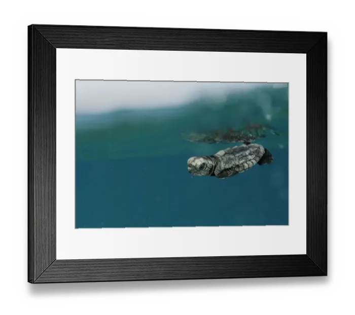 Framed Print : Newly hatched Loggerhead turtle (Caretta caretta) with its front flippers pressed Framed Print : Newly hatched Loggerhead turtle (Caretta caretta) with its front flippers pressed