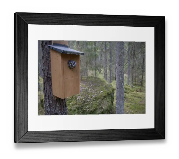 Framed Print : Tengmalms owl (Aegolius funereus) peering out of nestbox, Bergslagen, Sweden, June 2009 Framed Print : Tengmalms owl (Aegolius funereus) peering out of nestbox, Bergslagen, Sweden, June 2009