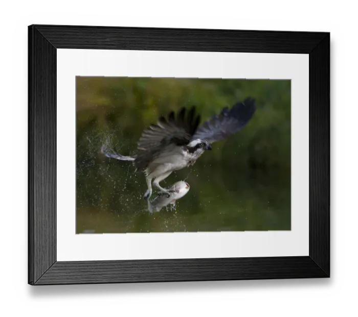 Framed Print : Osprey (Pandion haliaetus) in flight carrying fish, Kangasala, Finland, August 2009 Framed Print : Osprey (Pandion haliaetus) in flight carrying fish, Kangasala, Finland, August 2009