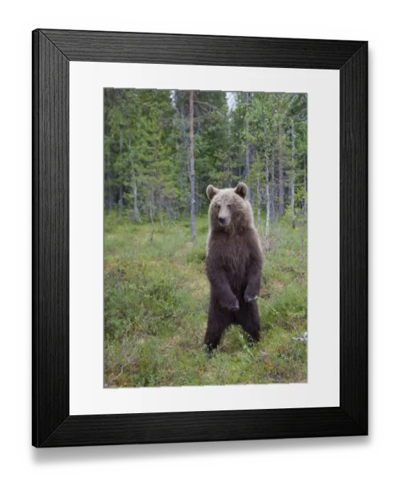 Framed Print : RF- European brown bear (Ursus arctos) standing on rear legs, Kuhmo, Finland, July 2009 Framed Print : RF- European brown bear (Ursus arctos) standing on rear legs, Kuhmo, Finland, July 2009