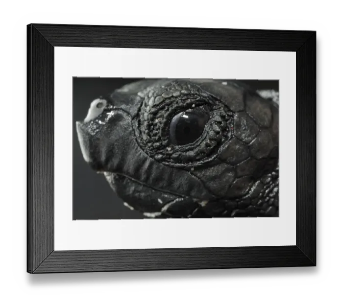 Framed Print : Newly hatched Loggerhead turtle (Caretta caretta) showing egg tooth used to break through shell Framed Print : Newly hatched Loggerhead turtle (Caretta caretta) showing egg tooth used to break through shell