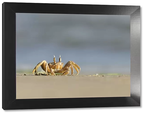 Ghost  /  Sand crab (Ocypode cursor) on beach, Dalyan Delta, Turkey, August 2009