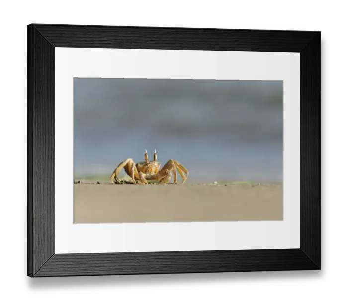Framed Print : Ghost / Sand crab (Ocypode cursor) on beach, Dalyan Delta, Turkey, August 2009 Framed Print : Ghost / Sand crab (Ocypode cursor) on beach, Dalyan Delta, Turkey, August 2009