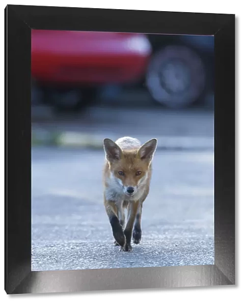Urban Red fox (Vulpes vulpes) walking down road, London, May