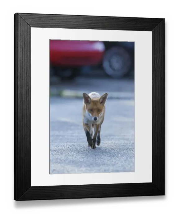 Framed Print : Urban Red fox (Vulpes vulpes) walking down road, London, May Framed Print : Urban Red fox (Vulpes vulpes) walking down road, London, May