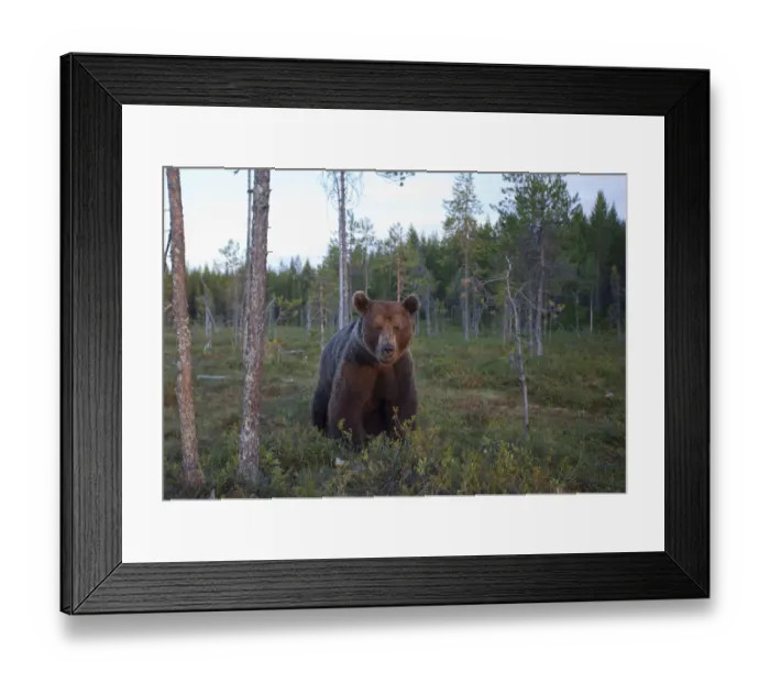 Framed Print : European brown bear (Ursos arctos) Kuhmo, Finland, July 2009 Framed Print : European brown bear (Ursos arctos) Kuhmo, Finland, July 2009
