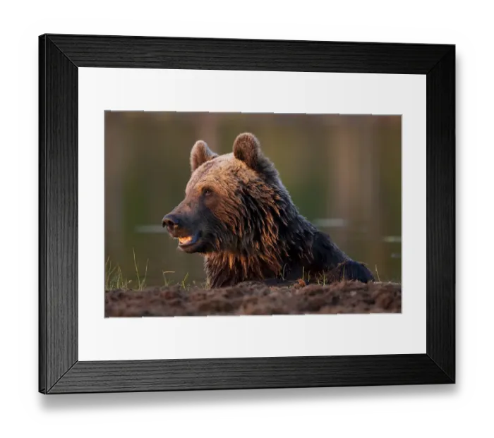 Framed Print : European brown bear (Ursos arctos) resting after swimming in lake, Kuhmo, Finland Framed Print : European brown bear (Ursos arctos) resting after swimming in lake, Kuhmo, Finland