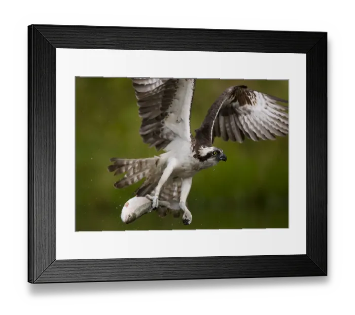 Framed Print : Osprey (Pandion haliaetus) in flight carrying fish, Kangasala, Finland, August 2009 Framed Print : Osprey (Pandion haliaetus) in flight carrying fish, Kangasala, Finland, August 2009