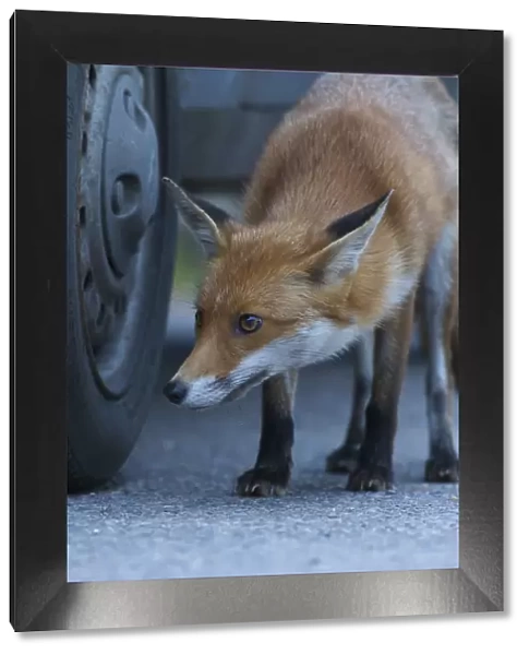 Urban Red fox (Vulpes vulpes) sniffing car tyre, London, UK, May