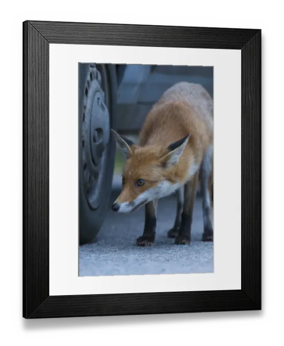 Framed Print : Urban Red fox (Vulpes vulpes) sniffing car tyre, London, UK, May Framed Print : Urban Red fox (Vulpes vulpes) sniffing car tyre, London, UK, May