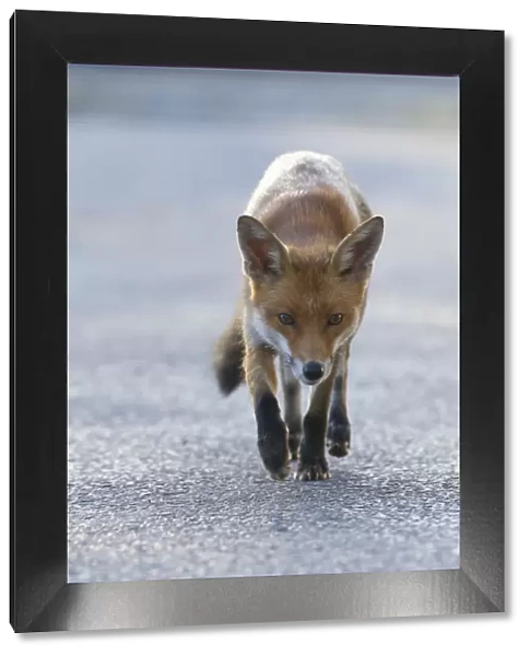 Urban Red fox (Vulpes vulpes) walking, London, May