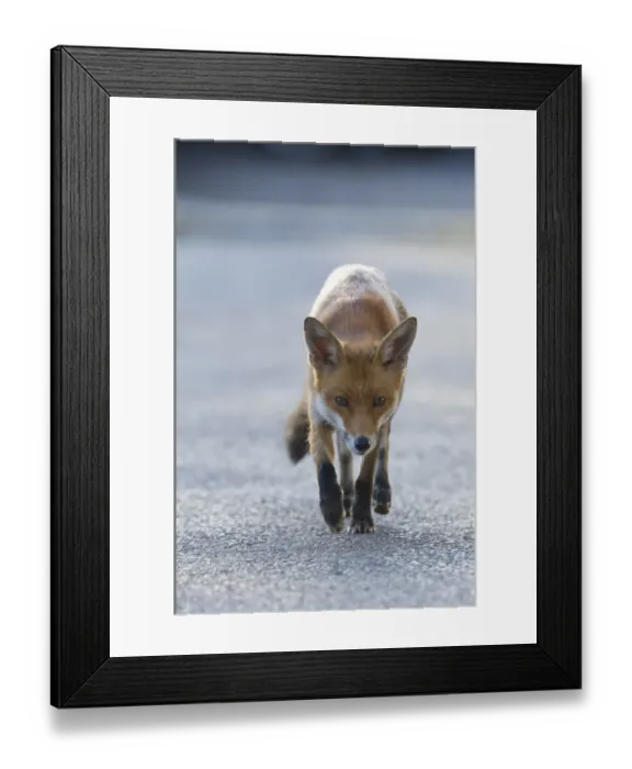 Framed Print : Urban Red fox (Vulpes vulpes) walking, London, May Framed Print : Urban Red fox (Vulpes vulpes) walking, London, May