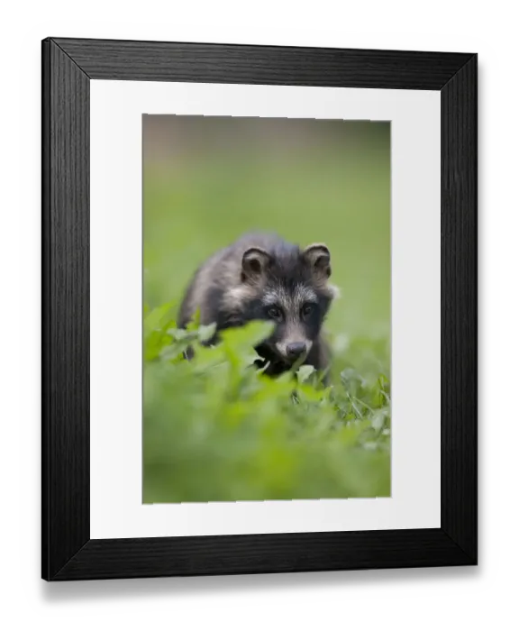 Framed Print : Raccoon dog (Nyctereutes procyonoides) portrait, Pohtiolampi, Kangasala, Finland Framed Print : Raccoon dog (Nyctereutes procyonoides) portrait, Pohtiolampi, Kangasala, Finland