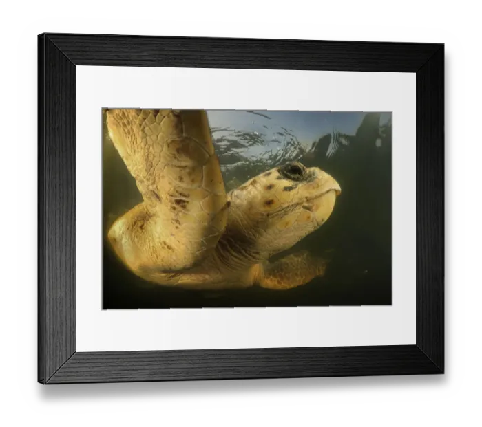 Framed Print : Loggerhead turtle (Caretta caretta) swimming, Dalyan Delta, Turkey, August 2009 Framed Print : Loggerhead turtle (Caretta caretta) swimming, Dalyan Delta, Turkey, August 2009