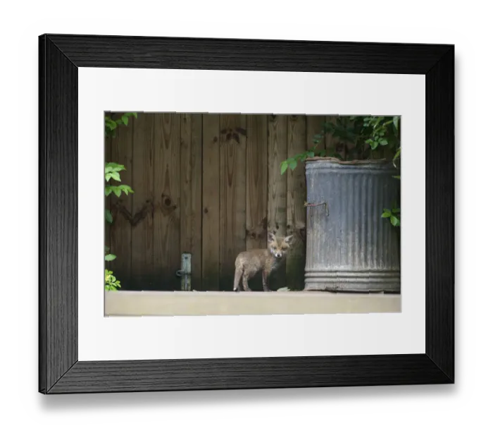 Framed Print : Urban Red fox (Vulpes vulpes) cub near rubbish bin, London, May Framed Print : Urban Red fox (Vulpes vulpes) cub near rubbish bin, London, May