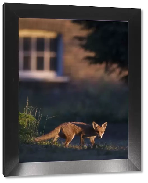 Urban Red fox (Vulpes vulpes) in front of house, London, May