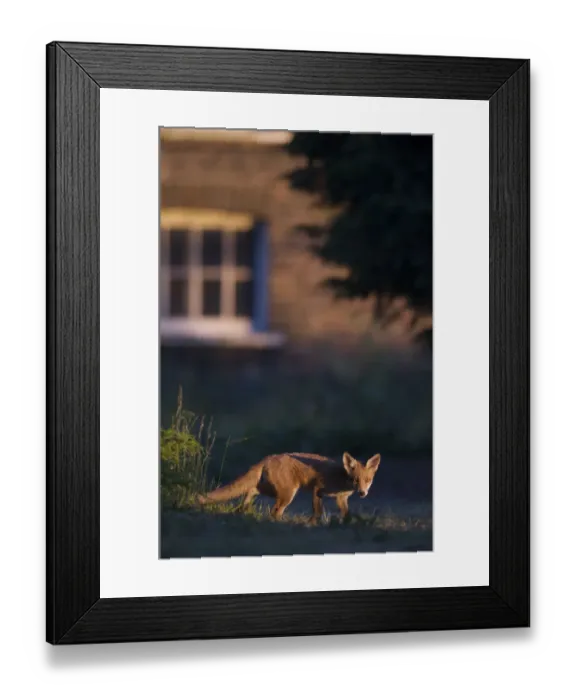 Framed Print : Urban Red fox (Vulpes vulpes) in front of house, London, May Framed Print : Urban Red fox (Vulpes vulpes) in front of house, London, May