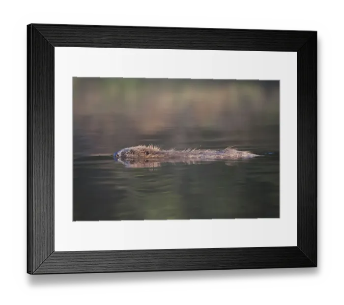 Framed Print : European beaver (Castor fiber) swimming in river, Bergslagen, Sweden, June 2009 Framed Print : European beaver (Castor fiber) swimming in river, Bergslagen, Sweden, June 2009