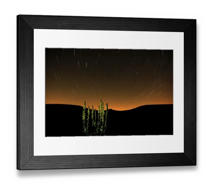 Framed Print : Great mullein (Verbascum thapsus) at night with startrails, Monti Sibillini National Park Framed Print : Great mullein (Verbascum thapsus) at night with startrails, Monti Sibillini National Park