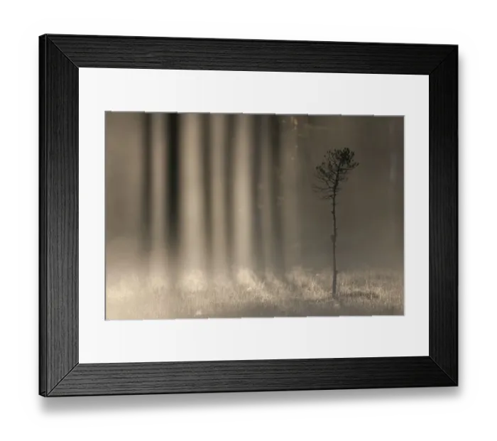 Framed Print : RF- Light shining through treesn in a woodland bog at dawn, Bergslagen, Sweden, June Framed Print : RF- Light shining through treesn in a woodland bog at dawn, Bergslagen, Sweden, June