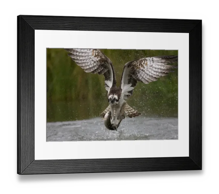 Framed Print : Osprey (Pandion haliaetus) in flight carrying fish, Kangasala, Finland, August 2009