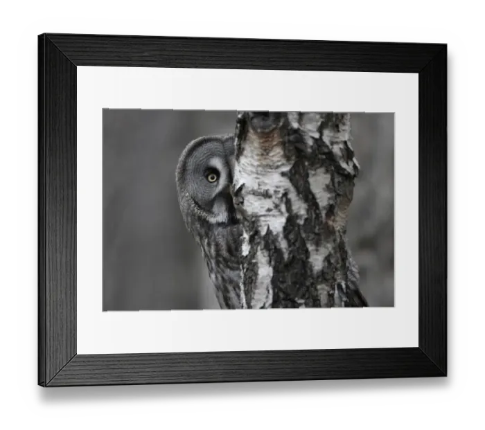 Framed Print : Great grey owl (Strix nebulosa) peering around birch tree, Bergslagen, Sweden, June 2009 Framed Print : Great grey owl (Strix nebulosa) peering around birch tree, Bergslagen, Sweden, June 2009