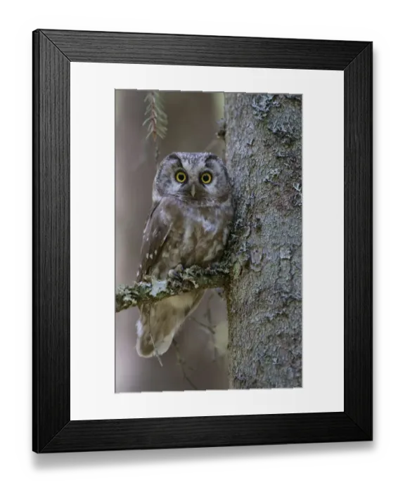 Framed Print : RF- Tengmalms owl (Aegolius funereus) perched in tree, Bergslagen, Sweden, June 2009 Framed Print : RF- Tengmalms owl (Aegolius funereus) perched in tree, Bergslagen, Sweden, June 2009