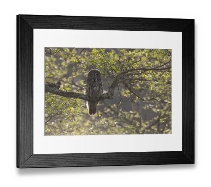 Framed Print : Great grey owl (Strix nebulosa) backlit in alder tree, Bergslagen, Sweden, June 2009 Framed Print : Great grey owl (Strix nebulosa) backlit in alder tree, Bergslagen, Sweden, June 2009