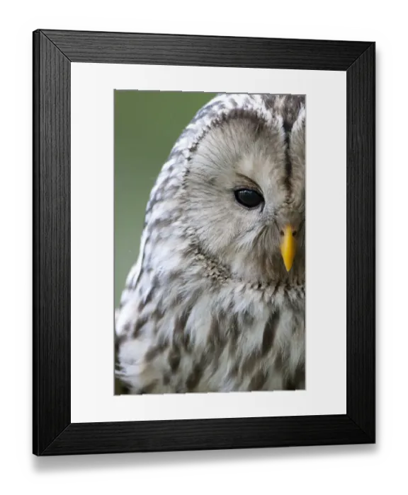 Framed Print : Ural owl (Strix uralensis) close-up portrait, Bergslagen, Sweden, June 2009 Framed Print : Ural owl (Strix uralensis) close-up portrait, Bergslagen, Sweden, June 2009