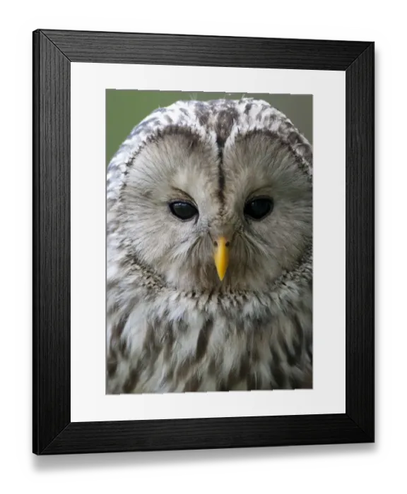 Framed Print : Ural owl (Strix uralensis) portrait, Bergslagen, Sweden, June 2009 Framed Print : Ural owl (Strix uralensis) portrait, Bergslagen, Sweden, June 2009