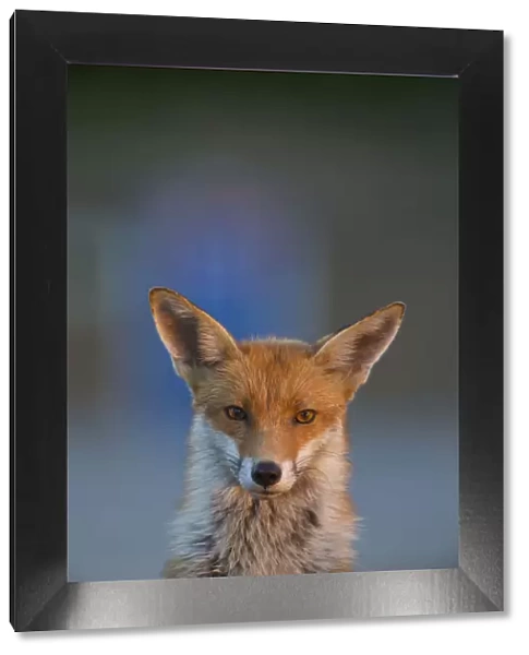 Urban Red fox (Vulpes vulpes) portrait, London, May