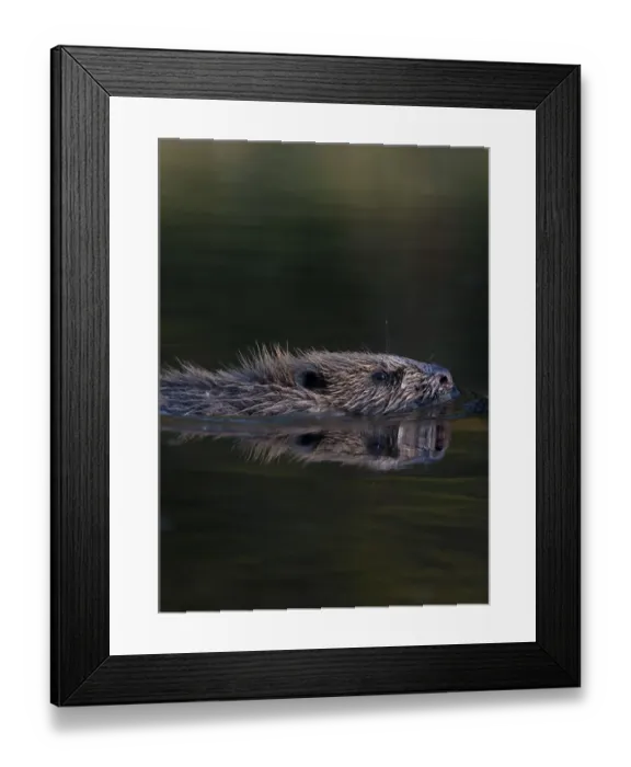 Framed Print : European beaver (Castor fiber) swimming in river, Bergslagen, Sweden, June 2009 Framed Print : European beaver (Castor fiber) swimming in river, Bergslagen, Sweden, June 2009