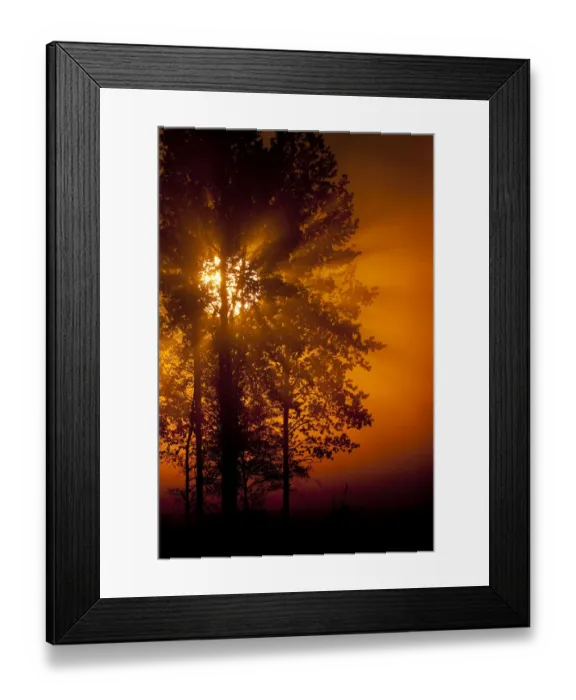 Framed Print : Sun filtering through mist at dawn silhouetting trees, Bergslagen, Sweden, June 2009 Framed Print : Sun filtering through mist at dawn silhouetting trees, Bergslagen, Sweden, June 2009