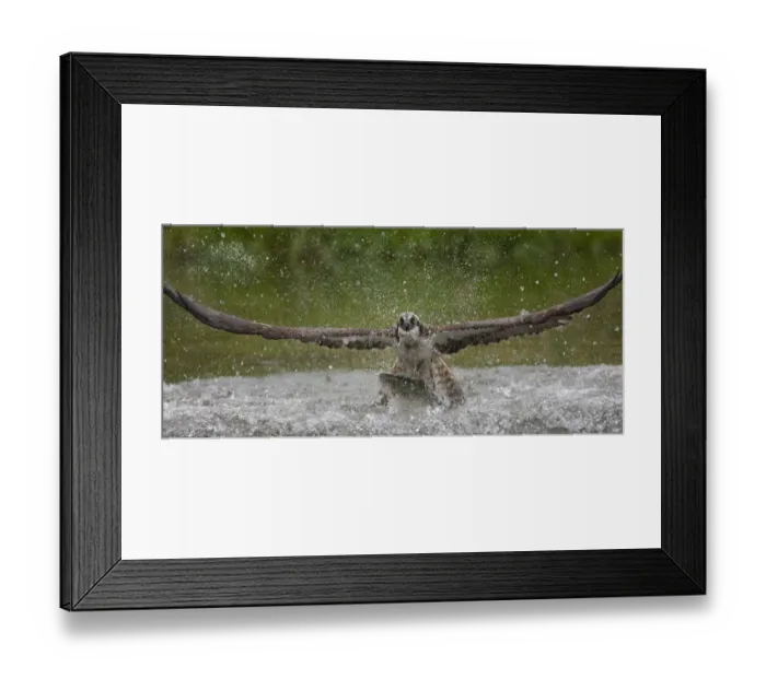 Framed Print : Osprey (Pandion haliaetus) fishing, Kangasala, Finland, August 2009 Framed Print : Osprey (Pandion haliaetus) fishing, Kangasala, Finland, August 2009