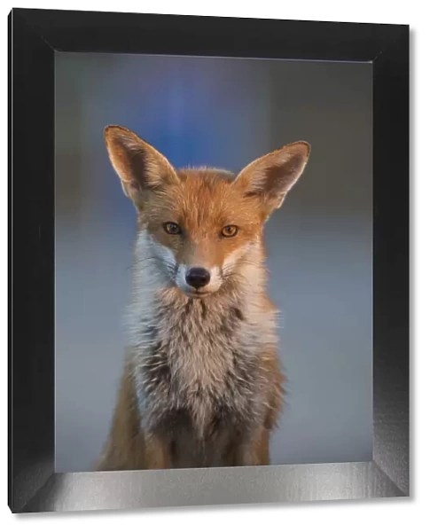 Urban Red fox (Vulpes vulpes) portrait, London, May