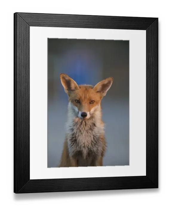 Framed Print : Urban Red fox (Vulpes vulpes) portrait, London, May Framed Print : Urban Red fox (Vulpes vulpes) portrait, London, May